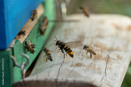 Asiatische Hornisse  Vespa velutina  bei der Jagd auf Honigbienen am Bienenstand