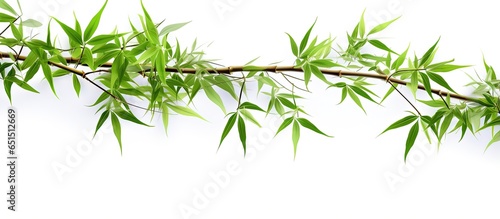 Isolated bamboo branches on white background for design purposes