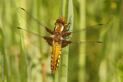 Detailed closeup on a female broad-bodied darter dragonfly, Libellula depressa hanging on a twig