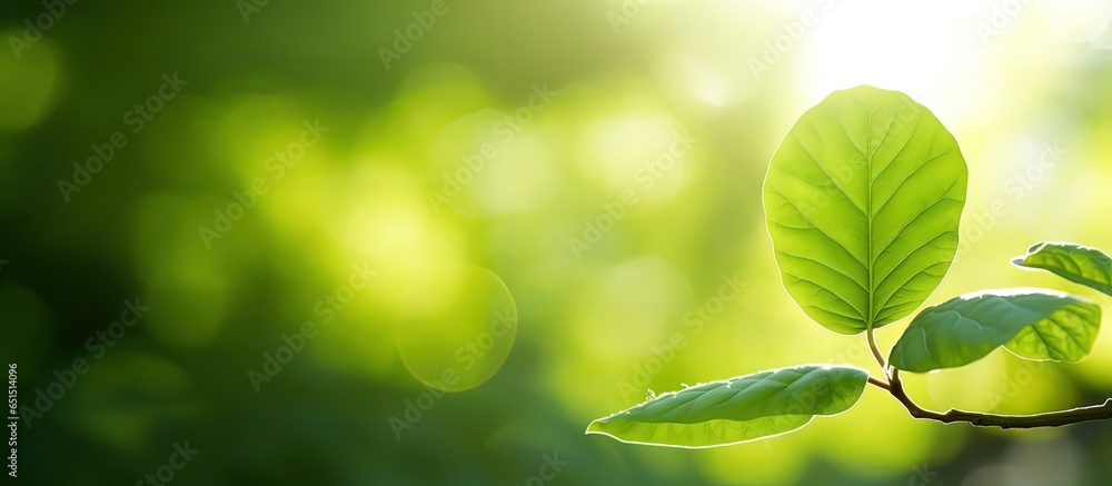 Sun highlights a beautiful green leaf of a plant with expressive structure Sun highlights a beautiful green leaf of a plant with expressive structure