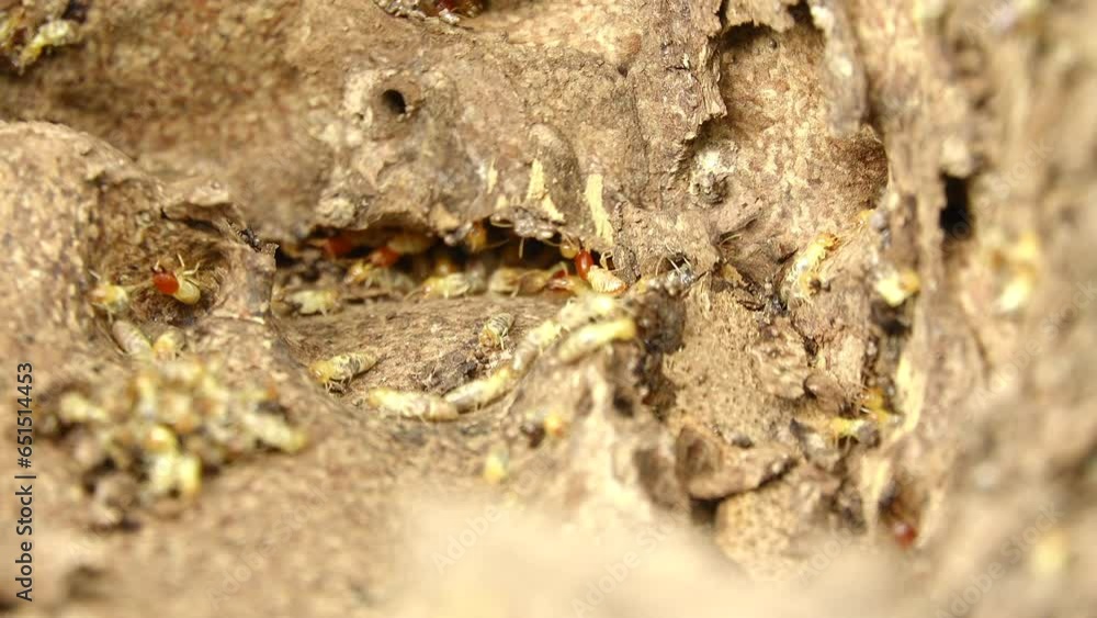 Close-up group of termites in termite mound Close-up group of termites in termite mound