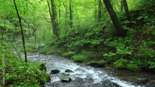 stream in the woods