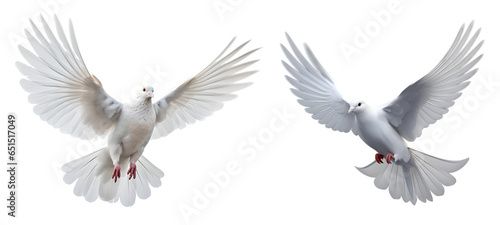 set of dove bird flying on isolated background, png