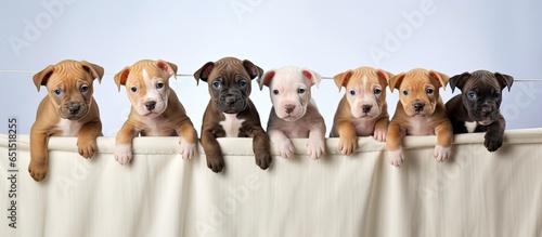 Amusing American staffordshire terrier puppies with small red cat on a clothesline