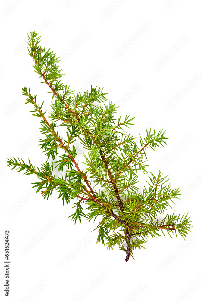 Juniper twigs, isolated on white background.