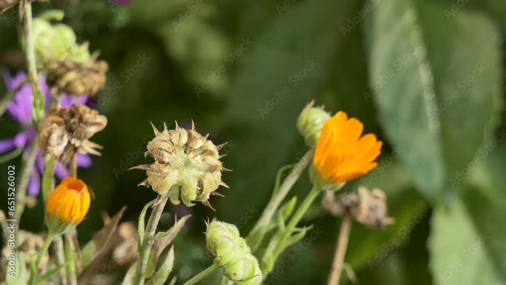 Seasons, autumn. Already fading autumn flowers swing in the garden from the wind on a sunny day. Siberia. Seasons, autumn. Already fading autumn flowers swing in the garden from the wind on a sunny day. Siberia.