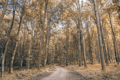 Autumn trees lining country road. © Marina