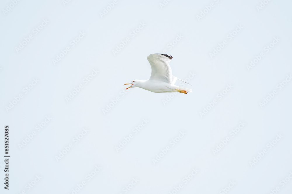 Obraz premium Seagulls in flight with blue sky as background.