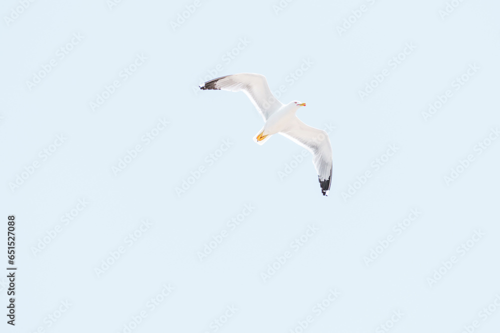 Obraz premium Seagulls in flight with blue sky as background.