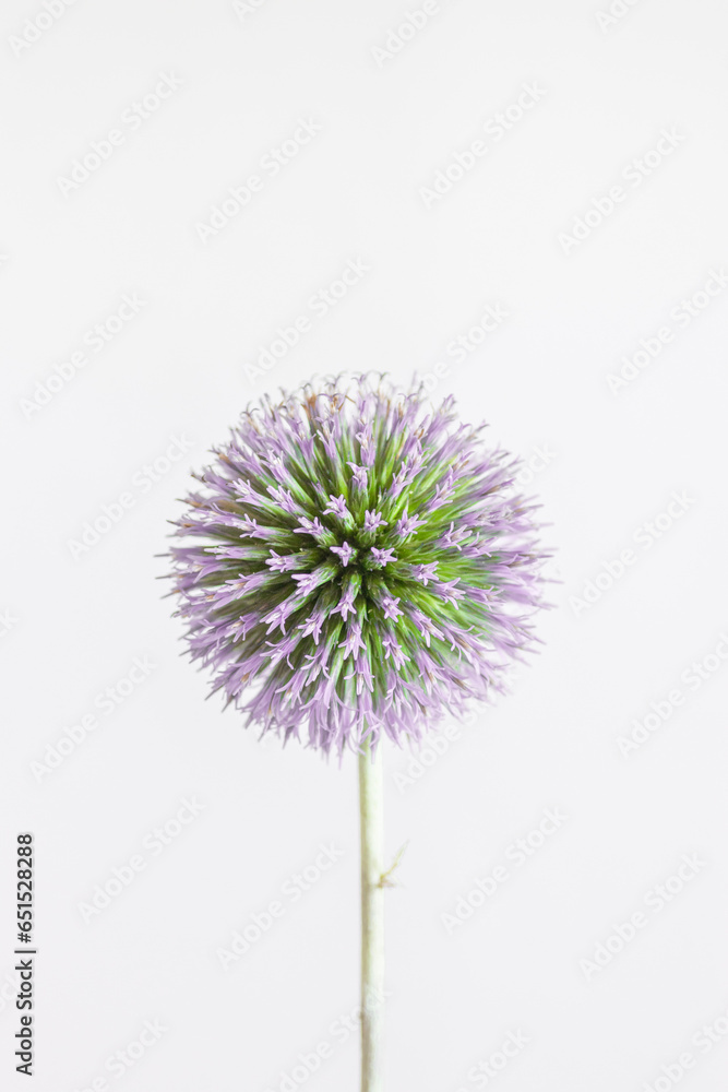 Round headed leek macro photo on white background. lat. Allium sphaerocephalon
