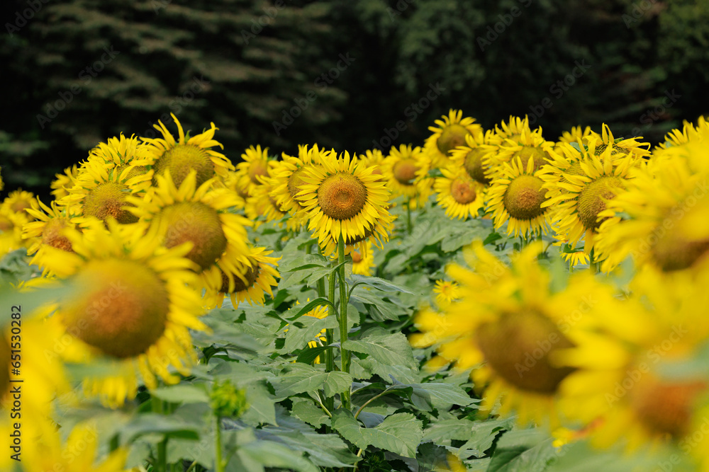 Fototapeta premium かみのかわサンフラワー祭り（栃木県上三川町）