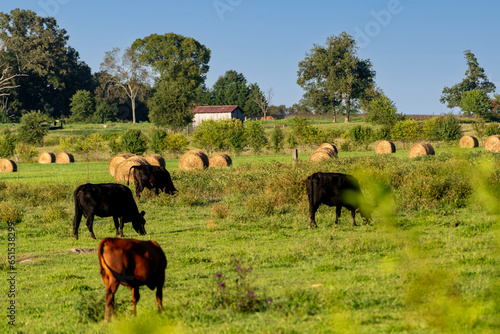 Cows on cattle farm grazing in meadow pasture during afternoon sunset with barn and hay bails