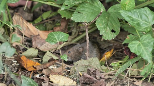A mouse feeds on the forest floor. Mice (Muridae) are a large family of rodents. They live on all continents.