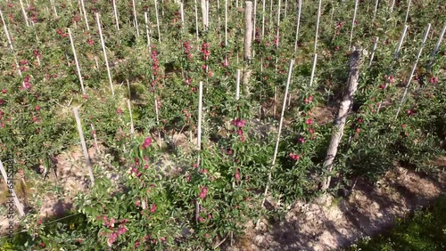 Drone video recording of a productive apple orchard. Apples are so heavy that every branch needs support.