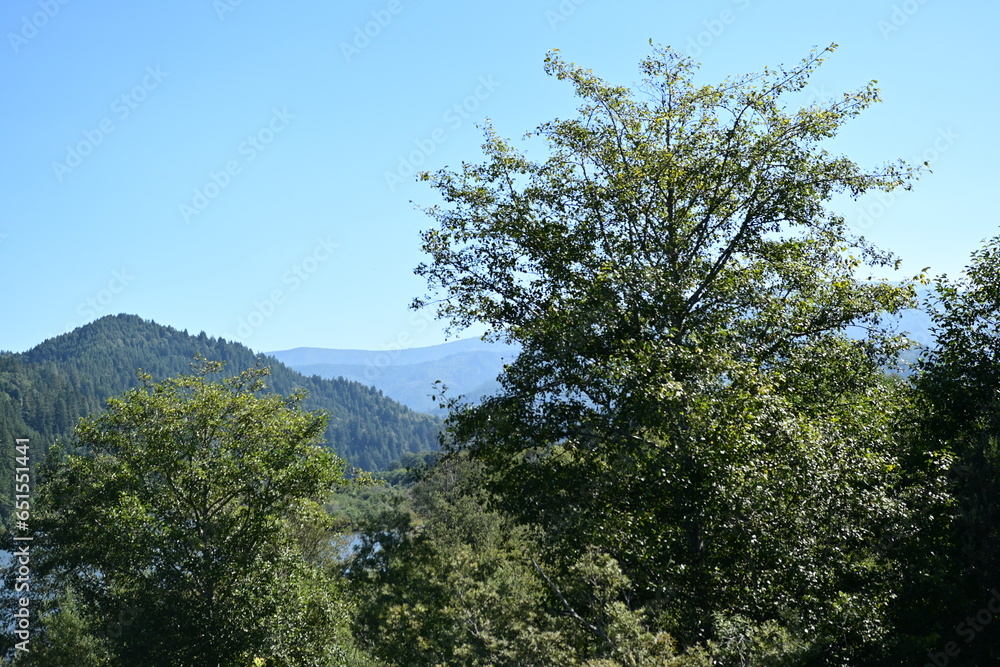 Obraz premium pine trees and sky