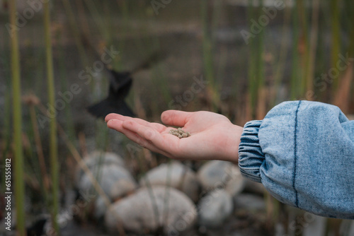 Pajarito silvestre comiendo de la mano