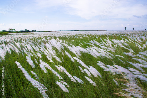 Wallpaper Mural Landscape view of  Autumn Icon.  Blooming Kans grass (Saccharum spontaneum) flowers field with cloudy blu sky Torontodigital.ca