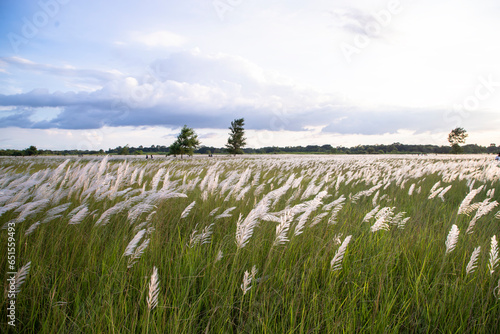 Landscape view of  Autumn Icon.  Blooming Kans grass (Saccharum spontaneum) flowers field with cloudy blu sky