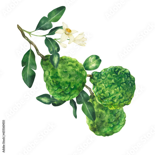 Watercolor hand drawn bergamot illustration, isolated on white background. Fresh bergamot fruit with leaves and flower on the branch. photo
