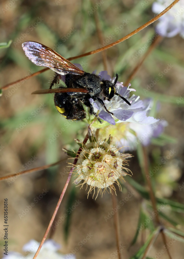 dangerous flying insect from the Hymenoptera families which is loved Vespa mammoth very dangerous for allergy sufferers dangerous flying insect from the Hymenoptera families which is loved Vespa mammoth very dangerous for allergy sufferers