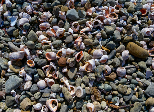 Shells of the gastro mollusk Rapana on the shore in the storm surges of the Black Sea near Sozopol photo