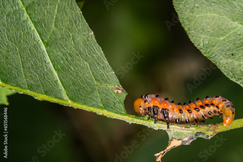 Poison Ivy Sawfly - Arge humeralis photo