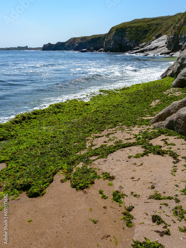 Rotting green and red algae washed ashore by a storm in Bulgaria, Black Sea