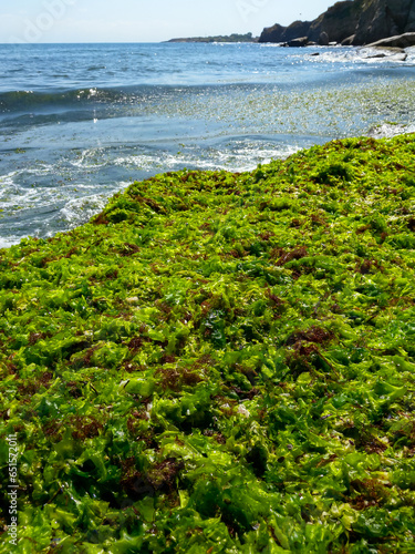 Rotting green and red algae washed ashore by a storm in Bulgaria, Black Sea