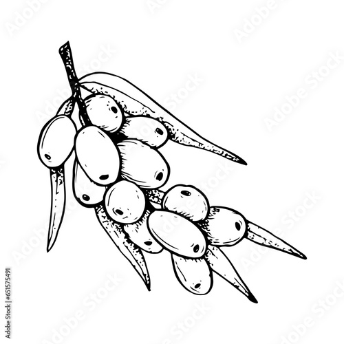 Vector sea buckthorn branch with leaves and berries hand drawn black and white illustration for natural cosmetics with Hippophae, herbal tea, organic oil, jam and healing juice