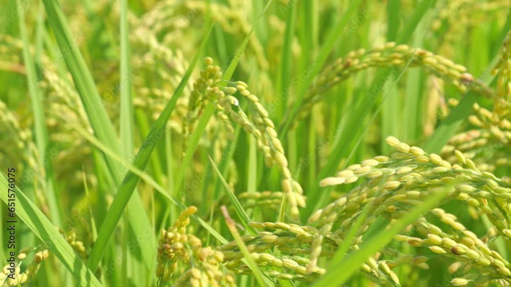 Bountiful ears of rice swaying in the wind, agriculture, rice fields Bountiful ears of rice swaying in the wind, agriculture, rice fields