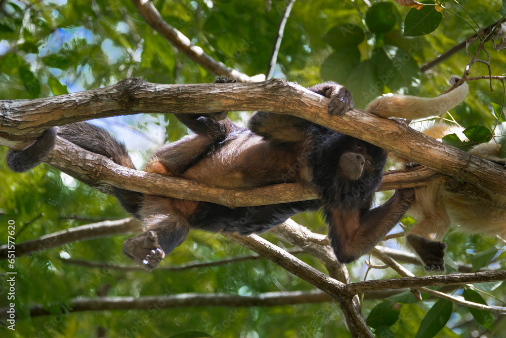 Brazilian Wildlife is very beautiful have many species with colorful variables. Are apes, lizards, mammals, felins and many others. Brazilian Wildlife is very beautiful have many species with colorful variables. Are apes, lizards, mammals, felins and many others.