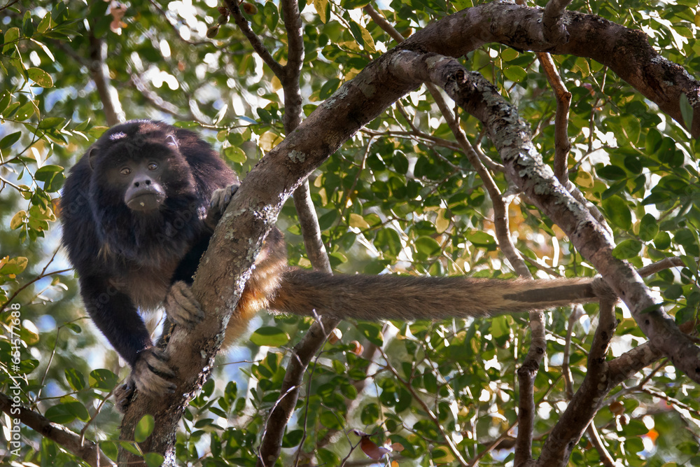 Fototapeta premium Brazilian Wildlife is very beautiful have many species with colorful variables. Are apes, lizards, mammals, felins and many others.