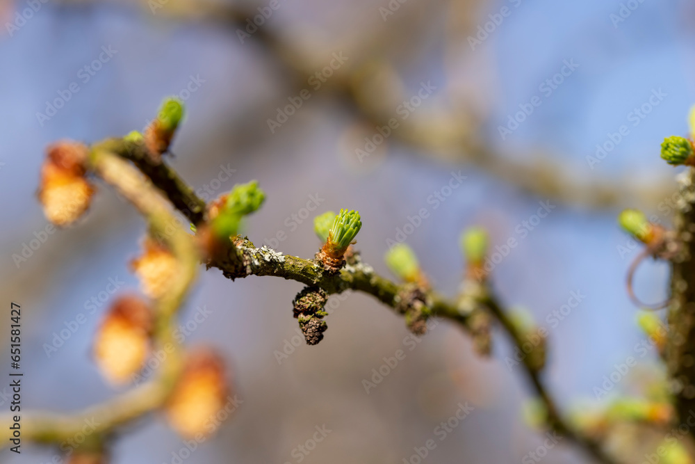European larch during the appearance of the first needles in spring European larch during the appearance of the first needles in spring