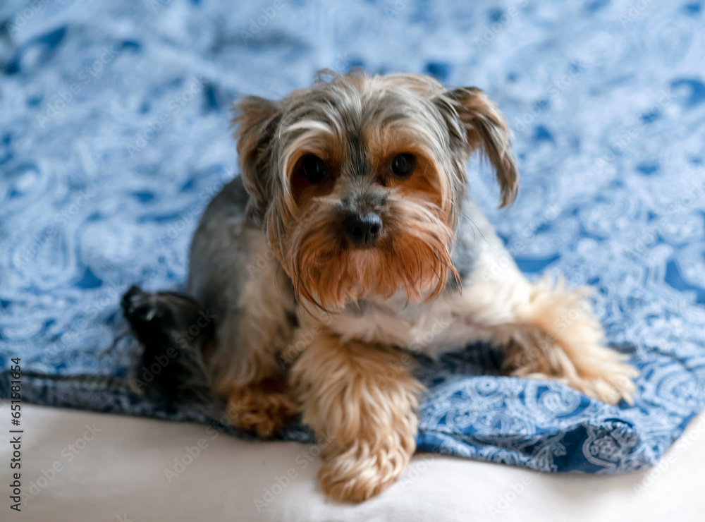 Little dog lying on the couch