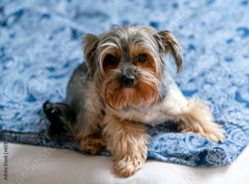 Little dog lying on the couch