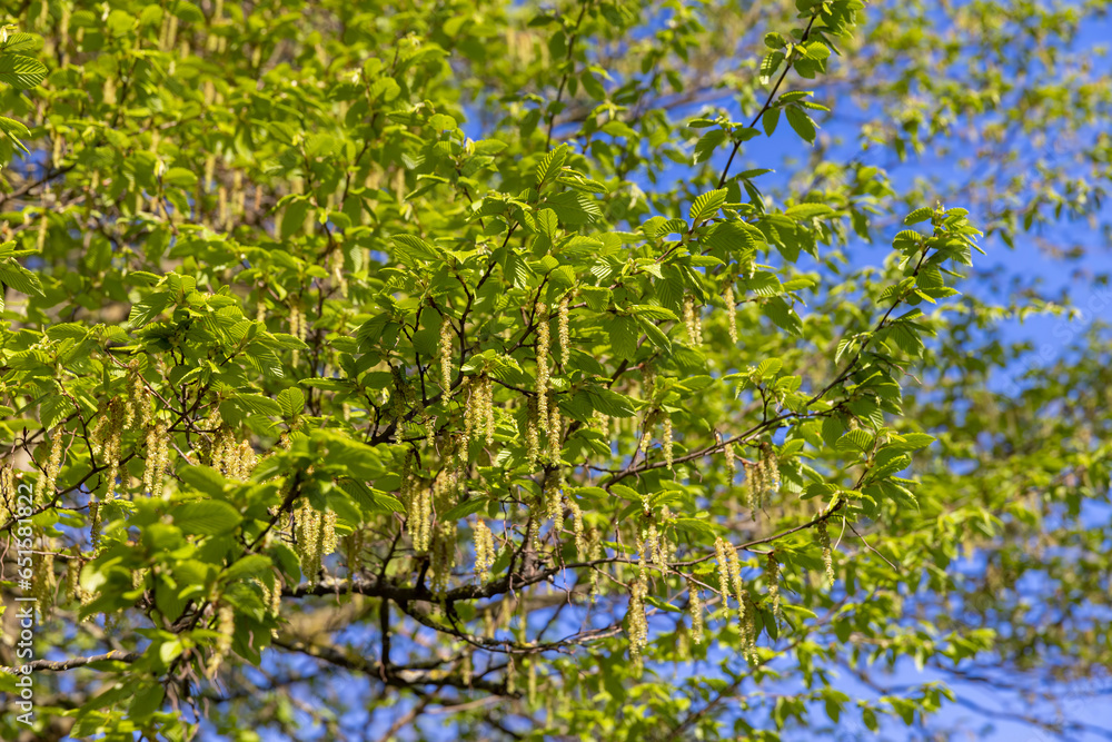 Fototapeta premium green foliage on hornbeam tree in spring bloom