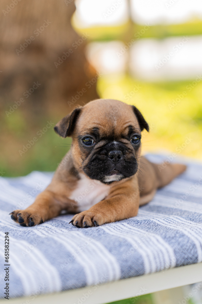 puppy sitting on the bed