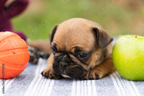 english bulldog puppy sitting on a grass © spaceneospace