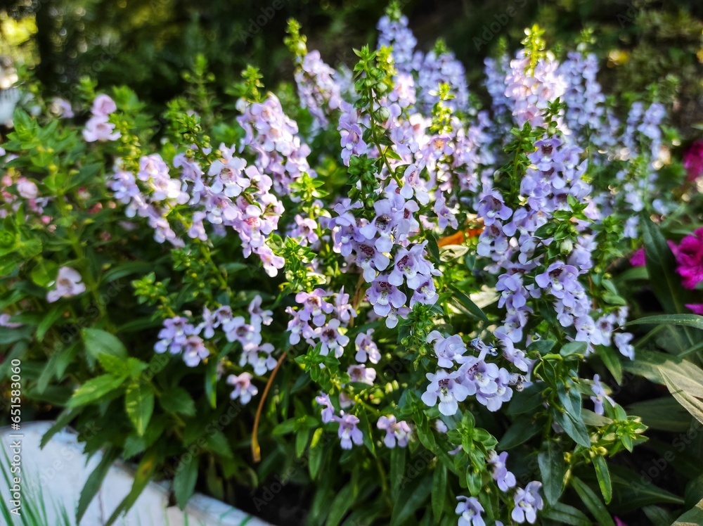 Angelonia 'Angelface Perfectly Pink' or Summer Snapdragon blooming in the garden Angelonia 'Angelface Perfectly Pink' or Summer Snapdragon blooming in the garden
