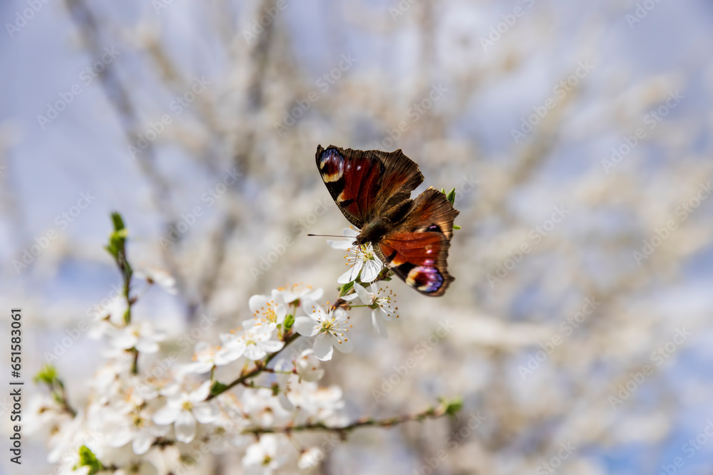 Obraz premium a butterfly sits on a branch of a cherry blossom