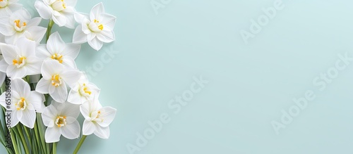 Fresh scented bouquet of white narcissus on a colored backdrop isolated pastel background Copy space