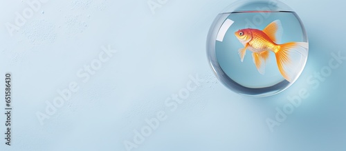 Gold fish in circular tank on isolated pastel background Copy space