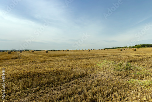 stubble that remains after the harvest of cereals