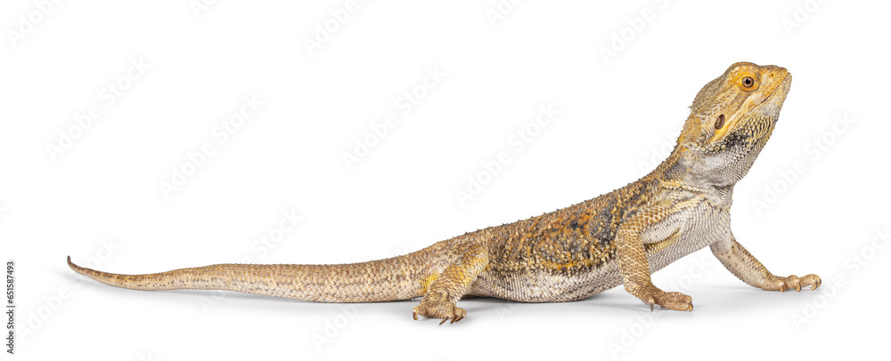 Fototapeta premium Yellow Bearded Dragon standing side ways. Looking side ways away from camera. Isolated on a white background.