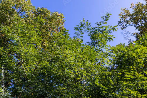 hornbeam trees in the autumn season in sunny weather