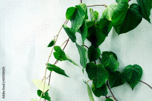 betel leaves grow abundantly, can be used for background magazine photo