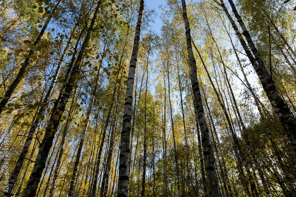Autumn forest with a large number of birch trees Autumn forest with a large number of birch trees