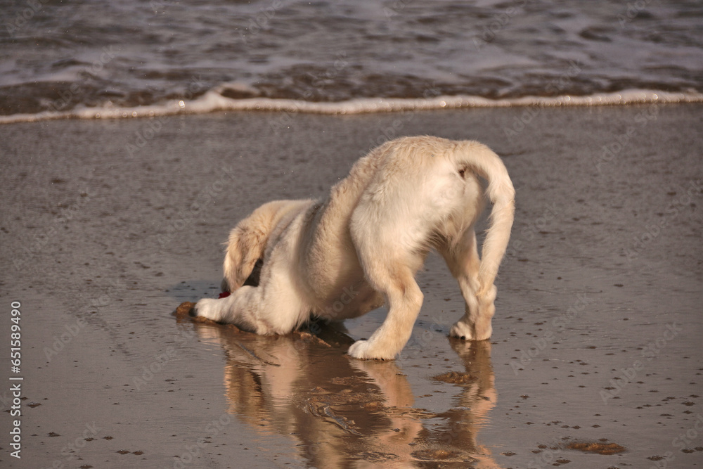 Beautiful English Cream Golden Retriever Puppy Playing at the Beach in the Outer Banks of North Carolina Beautiful English Cream Golden Retriever Puppy Playing at the Beach in the Outer Banks of North Carolina