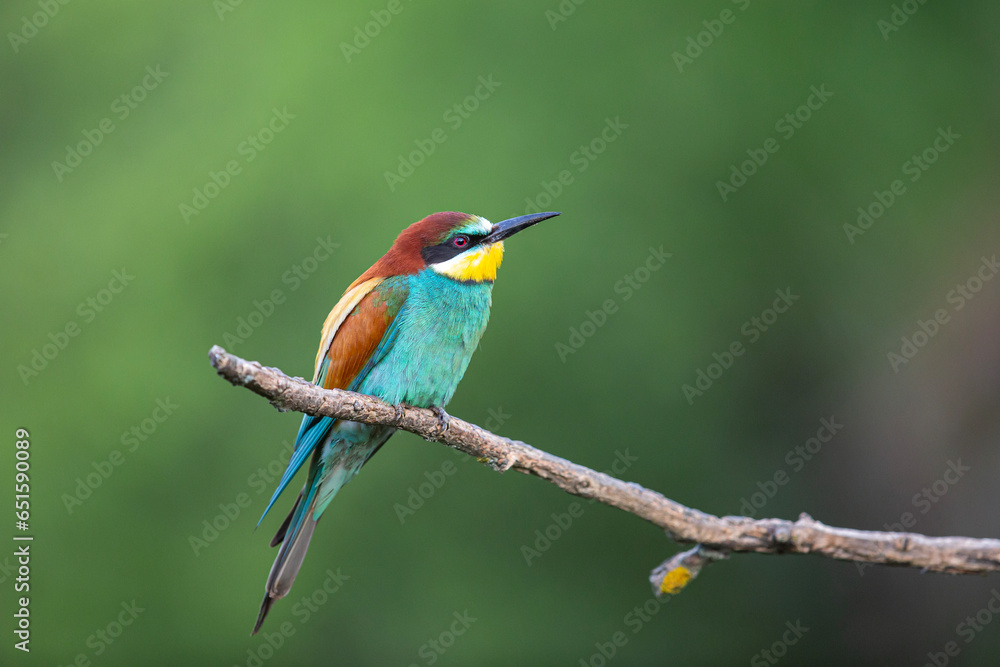 Fototapeta premium Żołna europejska