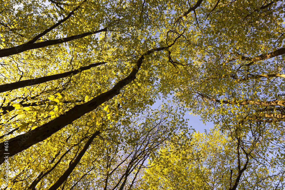 orange foliage of hornbeam trees in sunny weather orange foliage of hornbeam trees in sunny weather